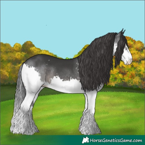 Horse Color:Black Splash