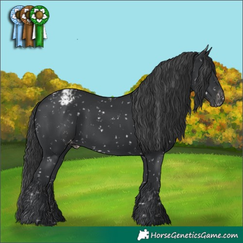 Horse Color:Black Appaloosa