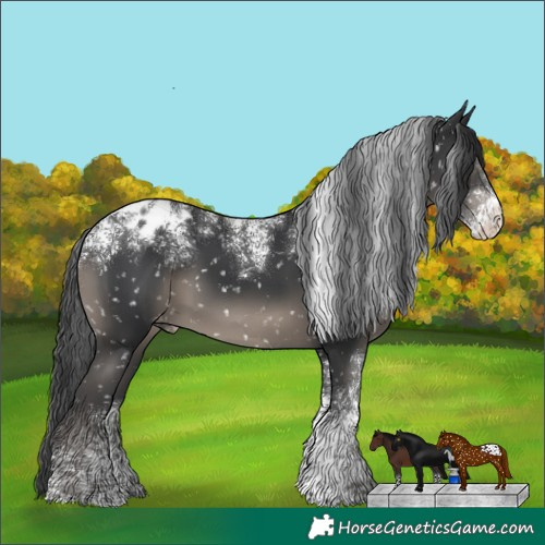 Horse Color:Powder White Platinum Black Appaloosa 