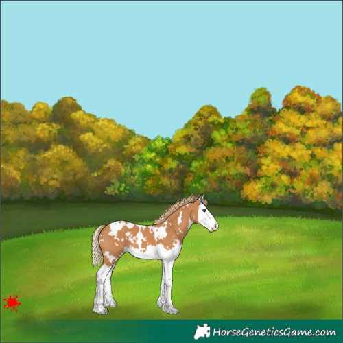 Horse Color:White Spotted Chestnut Splash
