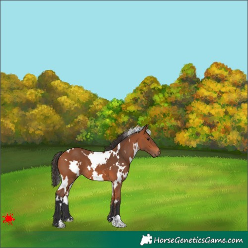 Horse Color:White Spotted Bay 