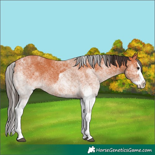 Horse Color:White Spotted Bay Splash  and White Spotted Bay Splash 