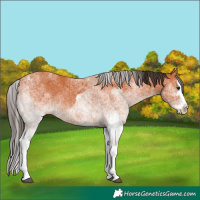 Horse Color:White Spotted Bay Splash  and White Spotted Bay Splash 