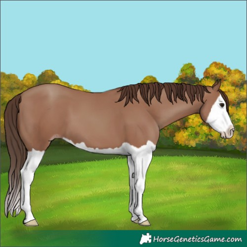 Horse Color:Classic Champagne Splash