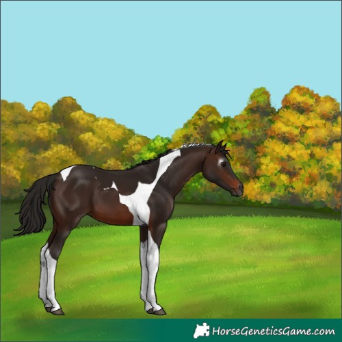 Horse Color:Gray Bay Tobiano 