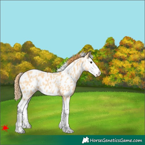 Horse Color:White Spotted Red Dun Splash Appaloosa