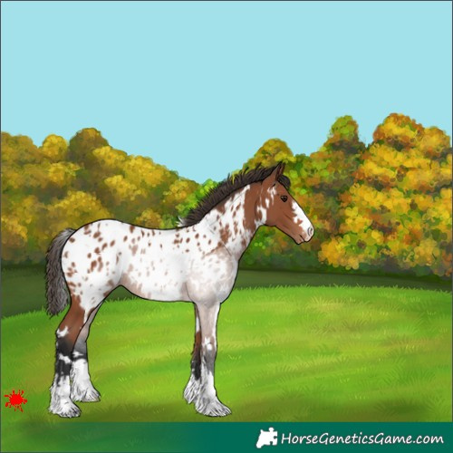 Horse Color:White Spotted Bay Appaloosa