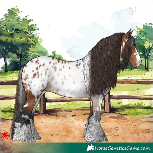 Horse Color:White Spotted Bay Blanket