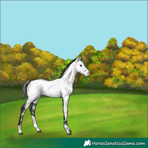 Horse Color:White Spotted Black Splash Appaloosa Rabicano 