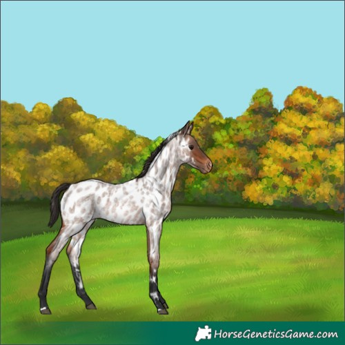 Horse Color:White Spotted Bay Roan Appaloosa 
