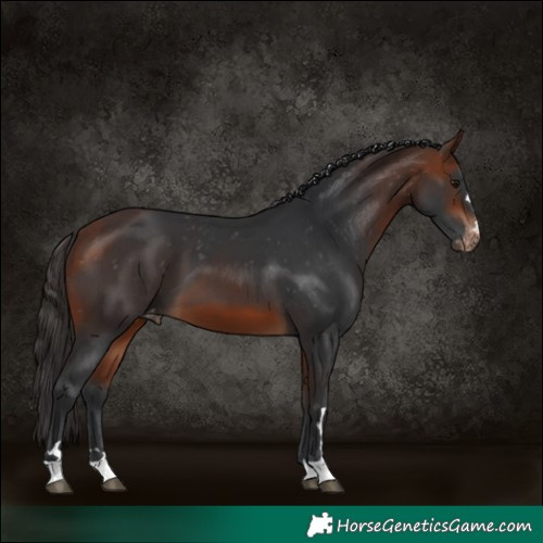 Horse Color:Bay Skewed Appaloosa