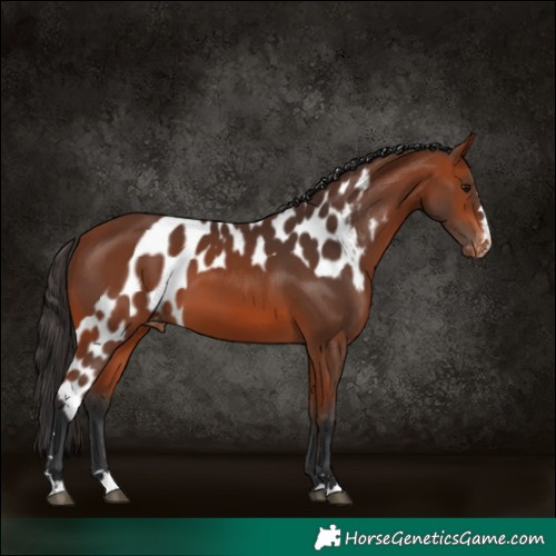 Horse Color:Bay Skewed Appaloosa 