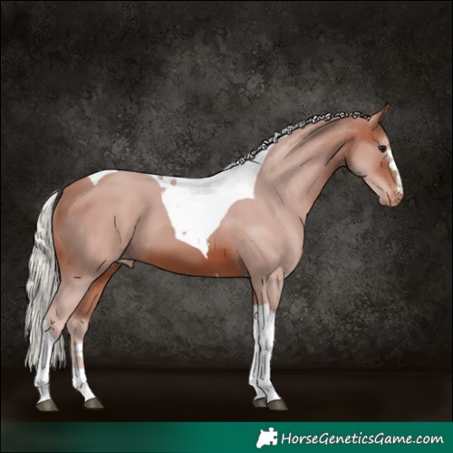 Horse Color:Silver Brown Tobiano Skewed Appaloosa