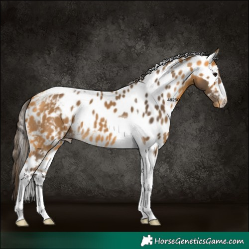 Horse Color:Buckskin Tobiano Skewed Appaloosa