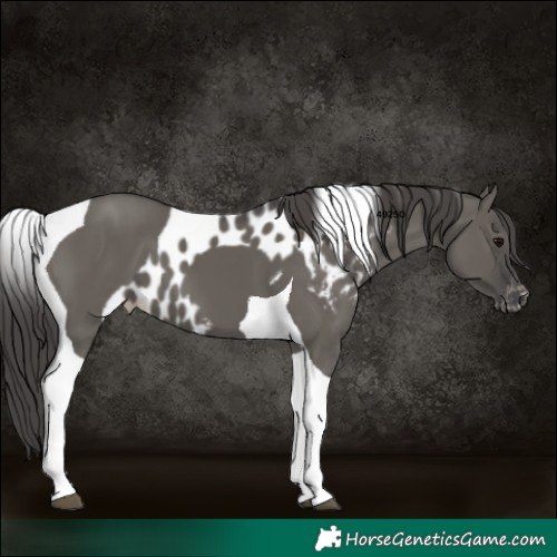 Horse Color:Grullo Tobiano Skewed Appaloosa