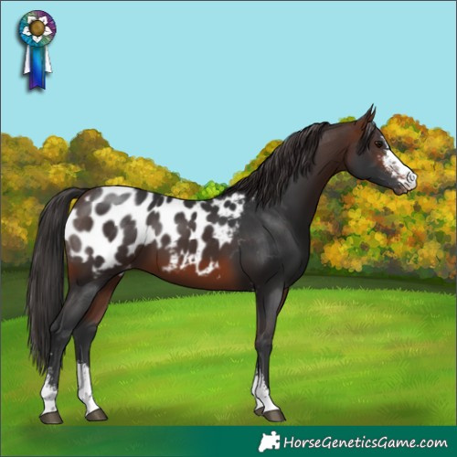 Horse Color:Brown Sabino Appaloosa 