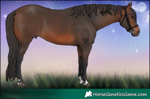Horse Color:Brown 