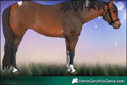 Horse Color:Bay Tobiano 
