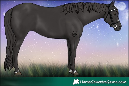 Horse Color:Smoky Black