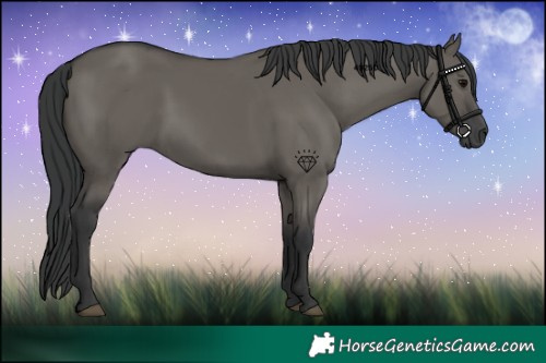 Horse Color:Grullo Rabicano