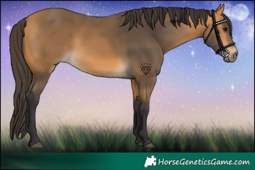 Horse Color:Buckskin 