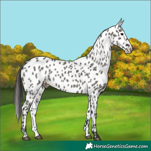 Horse Color:Grullo Appaloosa