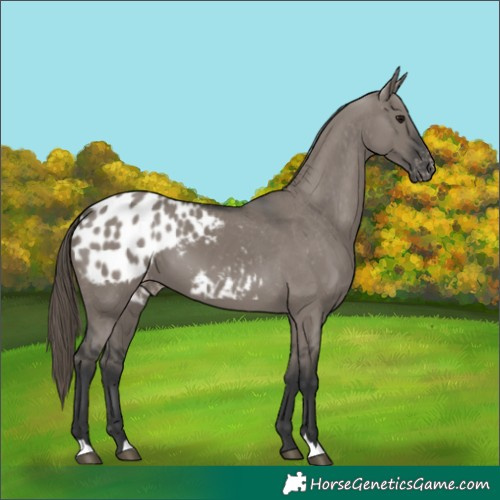 Horse Color:Grullo Blanket 