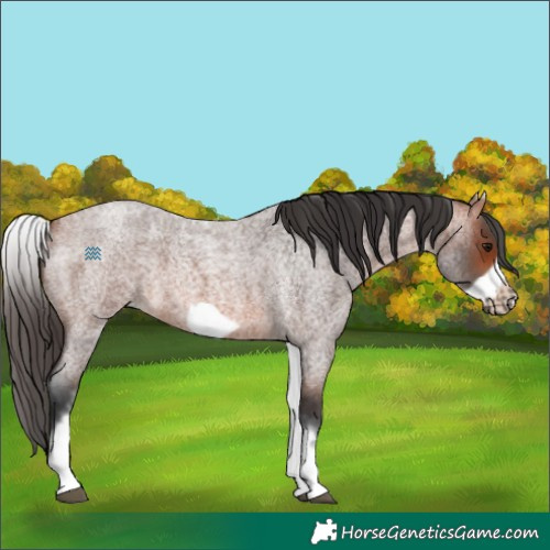 Horse Color:White Spotted Bay Roan Frame
