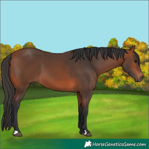 Horse Color:Bay 