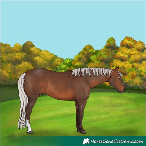 Horse Color:Silver Brown Sabino