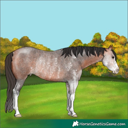 Horse Color:Bay Roan Sabino Rabicano
