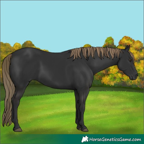 Horse Color:Gray Liver Chestnut 