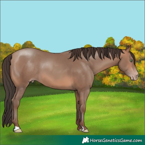 Horse Color:Sable Champagne