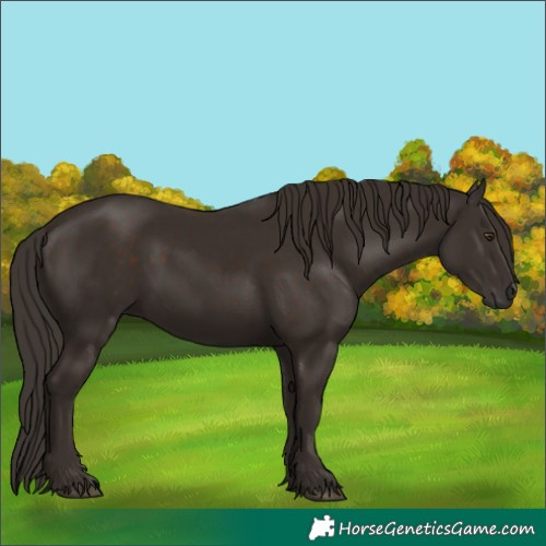 Horse Color:Liver Chestnut and Liver Chestnut Rabicano