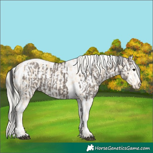 Horse Color:Grullo Splash Tobiano and Cremello Appaloosa