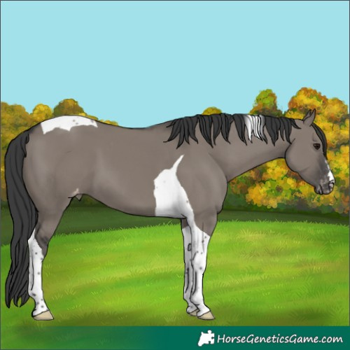 Horse Color:Grullo Tobiano Appaloosa 