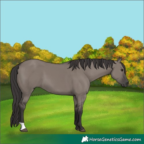 Horse Color:Smoky Grullo