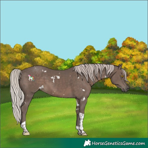 Horse Color:White Spotted Silver Black Tobiano