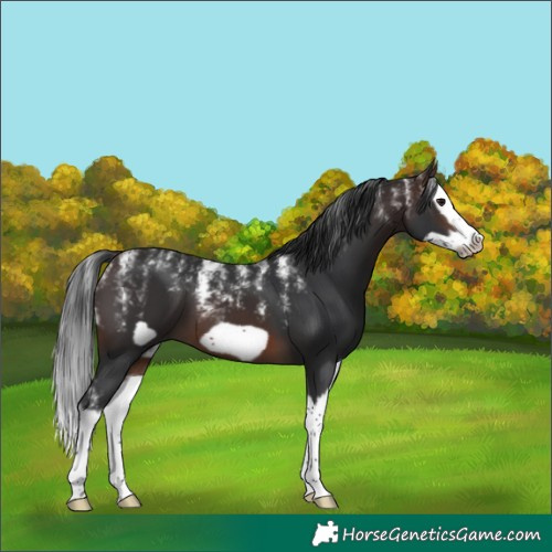 Horse Color:Powder White Brown Splash Frame