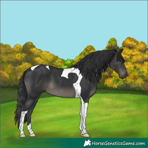 Horse Color:Black Tobiano 