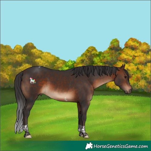 Horse Color:Brown Tobiano
