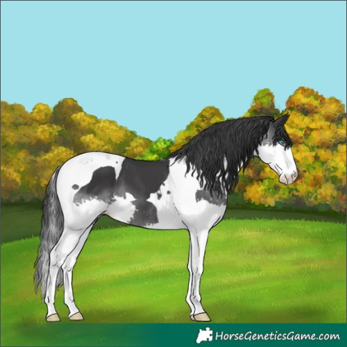Horse Color:Black Splash Tobiano