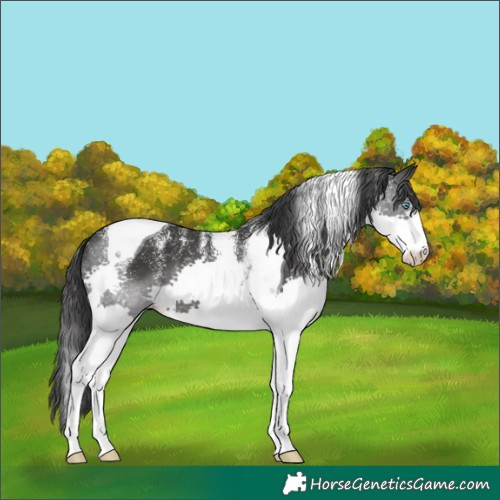 Horse Color:Powder White Black Splash Tobiano