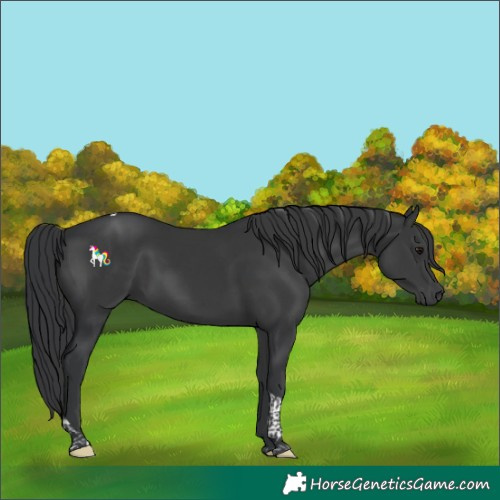 Horse Color:Black Tobiano