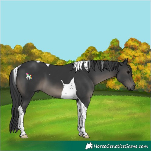 Horse Color:Black Tobiano 