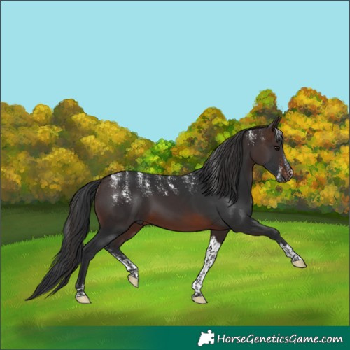 Horse Color:Powder White Brown Tobiano