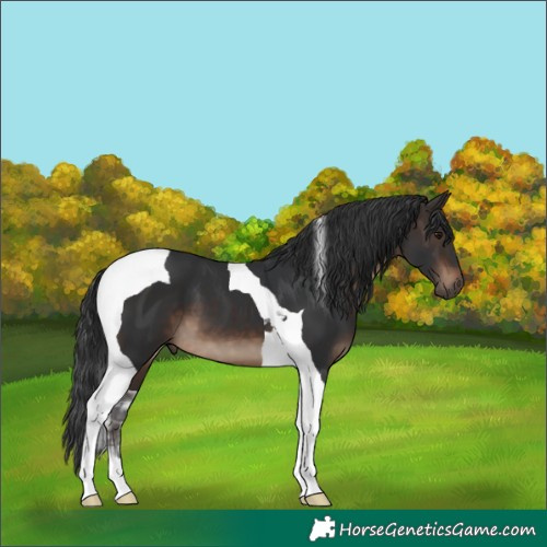 Horse Color:Brown Tobiano 