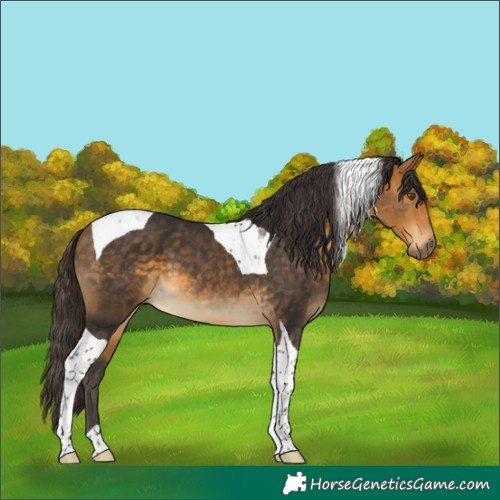 Horse Color:Buckskin Tobiano