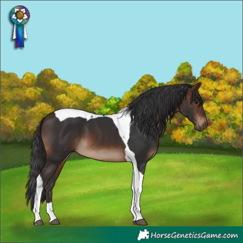 Horse Color:Brown Tobiano