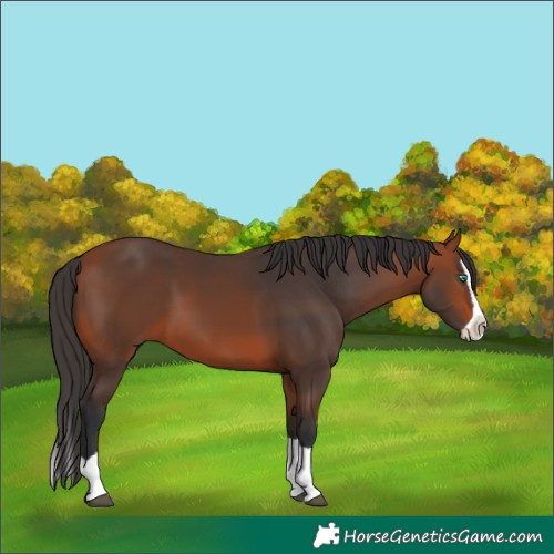 Horse Color:Bay Splash
